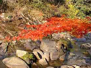 紅葉２