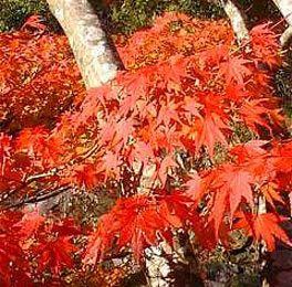 紅葉３