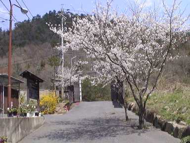 桜２