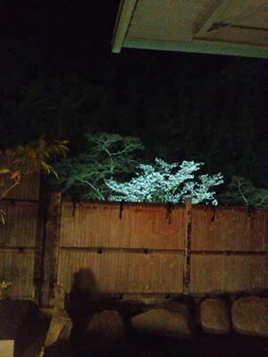 sakura11-3.jpg(18615 byte)