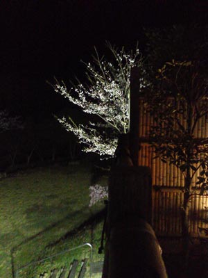 sakura11-4.jpg(20063 byte)