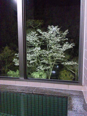 sakura11-5.jpg(30297 byte)