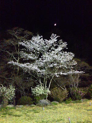 sakura11-6.jpg(31973 byte)
