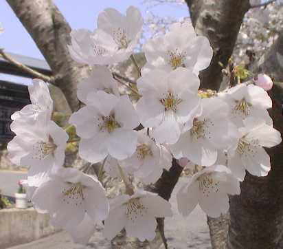 桜１
