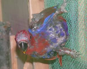 オオハナインコ