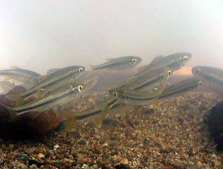 渓流釣り２